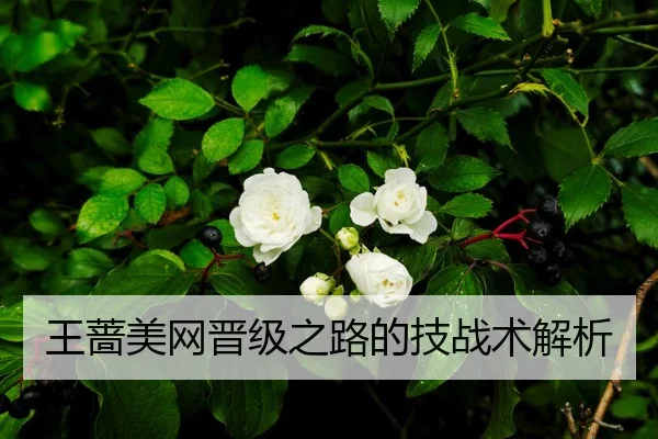 王蔷美网晋级之路的技战术解析